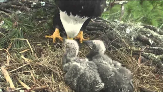 Bald Eagle Cams screenshot 1