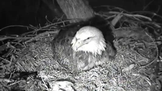 Bald Eagle Cams screenshot 2