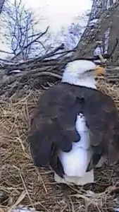 Bald Eagle Cams screenshot 3