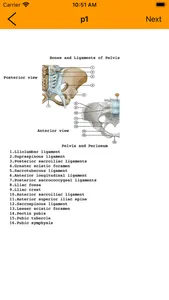 Human Anatomy Flash Cards screenshot 4