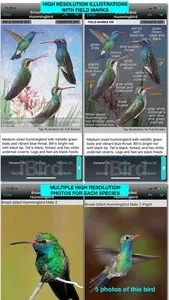 iBird Ultimate Guide to Birds screenshot 8