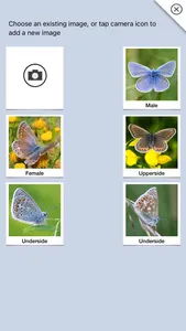 Butterflies & Day Moths UK screenshot 5