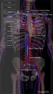 3D Human Anatomy Introduction screenshot 6