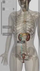 3D Human Anatomy Introduction screenshot 7