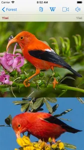 Bird ID Hawaii screenshot 1