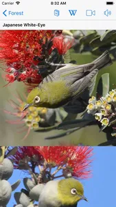 Bird ID Hawaii screenshot 4