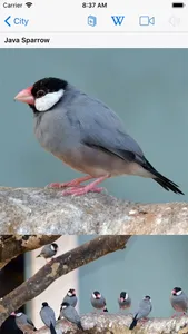 Bird ID Hawaii screenshot 6