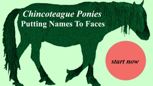 Chincoteague Pony Names screenshot 0