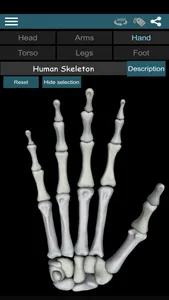 Bones 3D (Anatomy) screenshot 2