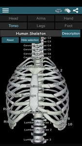 Bones 3D (Anatomy) screenshot 3