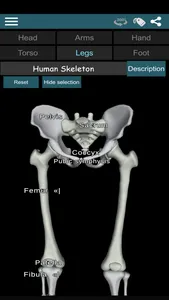 Bones 3D (Anatomy) screenshot 4