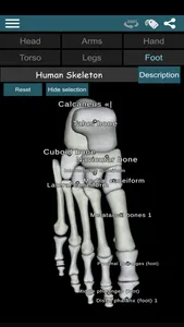 Bones 3D (Anatomy) screenshot 5