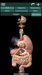 ORGANS 3D (ANATOMY) screenshot 0