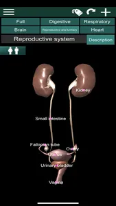 ORGANS 3D (ANATOMY) screenshot 3