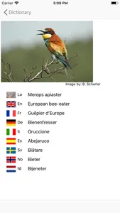 European Birds Names screenshot 4