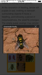 SmartInsects screenshot 2