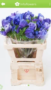 InfoFlowers screenshot 3